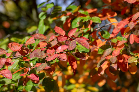 amelanchier lamarckii shadbush autumnal shrub branches full of beautiful bright red orange yellow...