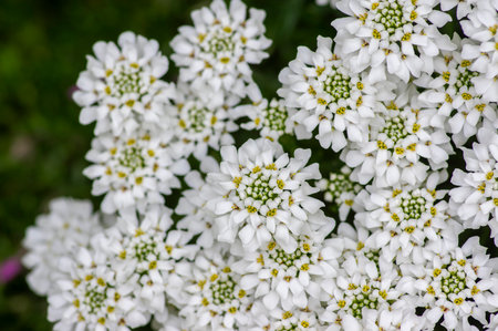Iberis sempervirens evergreen candytuft perenial flowers in bloom, group of white springtime flowering rock plants, seasonal backgroundの写真素材
