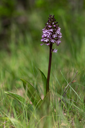 Lady orchid Orchis purpurea flowering protected plants, beutiful purple white flowers in bloom on tall green stem also with budsの写真素材