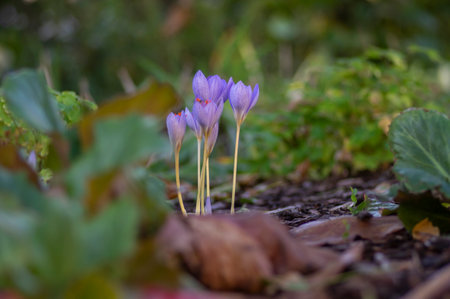 Crocus speciosus autumn blue purple flowering plant with orange yellow center, Biebersteins crocus flowers in bloom, autumn species growing in barkdustの写真素材
