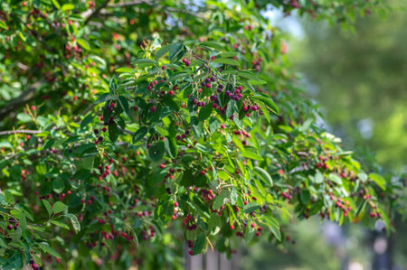 Amelanchier lamarckii ripe and unripe fruits on branches, group of berry-like pome fruits called...