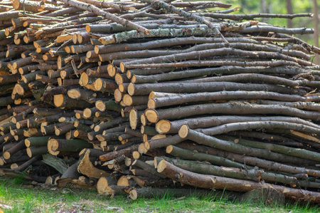Cutting of the trees, long tree branches firewoods on pile in woodland in the grass, sunny day in...