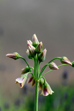 Allium siculum honey sicilian lily garlic flowers in bloom, beautiful springtime ornamental flowering plant, small bellsの写真素材