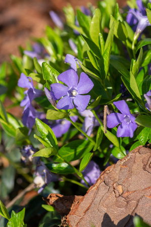 Vinca minor lesser periwinkle ornamental flowers in bloom, common periwinkle flowering plant,...