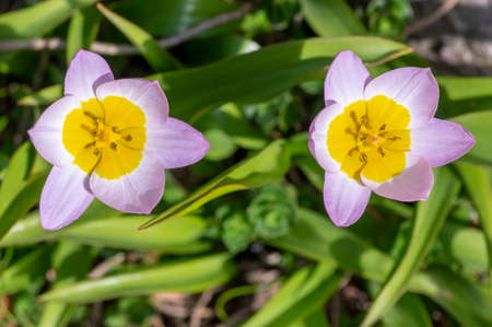 Tulipa saxatilis bright pink yellow flowering cretan tulip flowers, springtime beautiful ornamental...