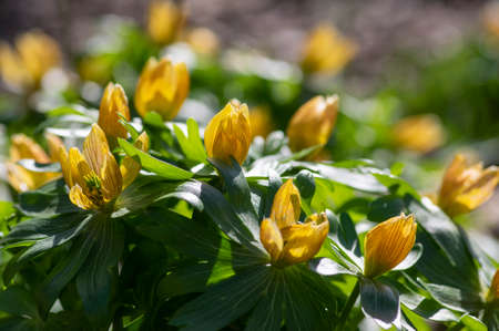 Bunch Eranthis, common winter aconite in bloom, early spring bulbous flowers, macro detail view in sunlight, green leavesの写真素材