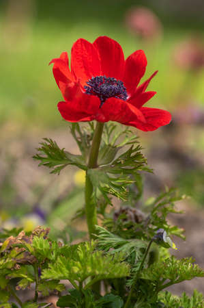 Beautiful red white black ornamental anemone coronaria de caen in bloom, bright colorful flowering springtime plant in the gardenの写真素材