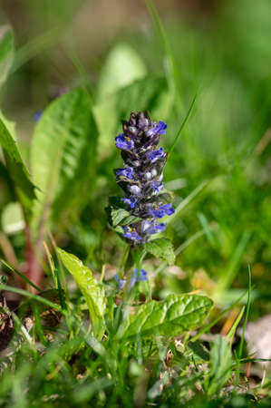Ajuga reptans blue bugle flowering sprintime plants, group of bugleweed st. Lawrence carpet weed flowers in bloomの写真素材