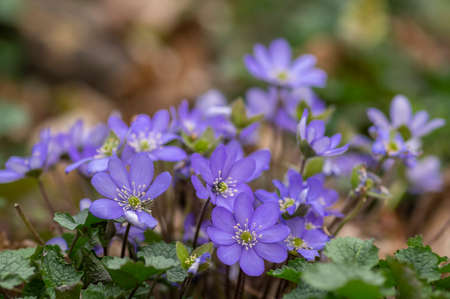 Anemone hepatica common liverwort kidneywort flowers in bloom, early springtime flowering blue...