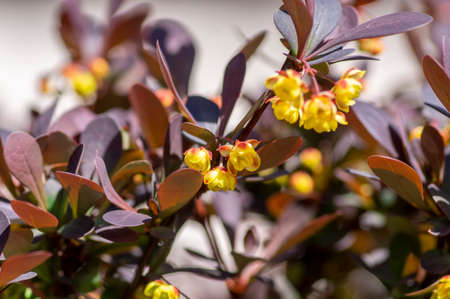 Berberis thunbergii japanese barberry ornamental flowering shrub, group of beautiful small yellow...