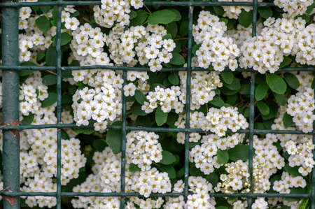 Spiraea vanhouttei meadowsweet ornamental shrub in bloom, group of bright white flowering flowers on branches, green leavesの写真素材