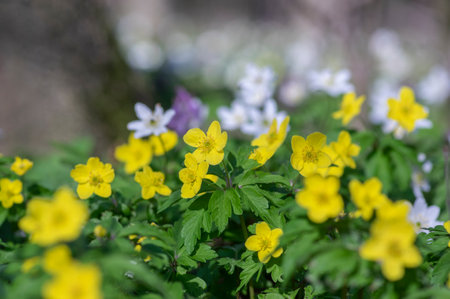 Anemonoides ranunculoides yellow wood anemone in bloom, buttercup flowering small forest plant,...
