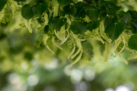 Tilia cordata linden tree branches in bloom, springtime flowering small leaved lime, green leaves in...