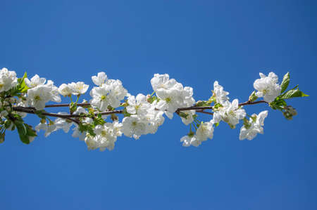 Prunus cerasus flowering tree flowers, group of beautiful white petals tart dwarf cherry flowers in...