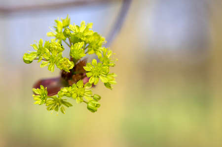 Acer platanoides Norway maple tree branches in bloom, springtime bright color yellow flowering...