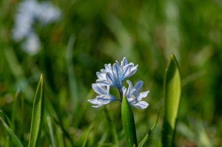Puschkinia scilloides early spring bulbous flowers in bloom, small white and blue flowering plant,...