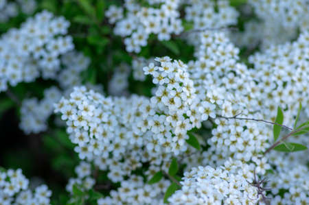 Spiraea cinerea white flowering plant branches, Gray Grefsheim beautiful ornamental springtime...
