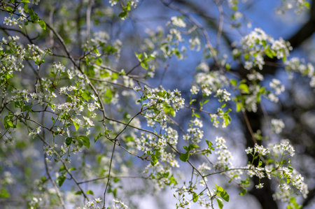 Prunus mahaleb cherry bright white flowering tree branches, beautiful small bunches of flowers with...