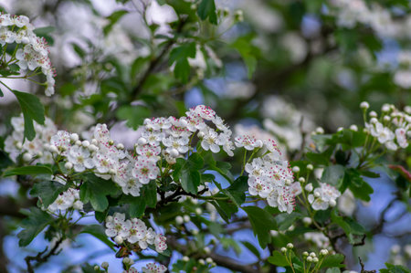 Crataegus laevigata hawthorn tree in bloom during springtime, branches with small green leaves and group of flowers and buds petalsの写真素材