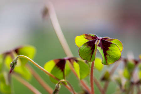 oxalis deppei tetraphylla group of green leaves in dayligt, lucky clover ornamental beautiful flower, ornamental beautiful plantの写真素材