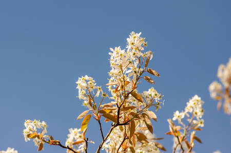 Amelanchier lamarckii deciduous flowering shrub, group of white flowers on branches in bloom, small...