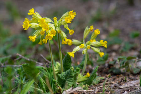 Primula veris cowslip yellow flowering plant, primose flowers in cluster in bloom, green leaves and stemの写真素材