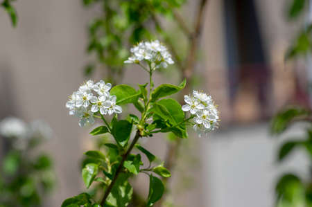 Prunus mahaleb cherry bright white flowering tree branches, beautiful small bunches of flowers with...