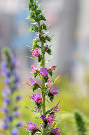 Echium vulgare vipers bugloss in bloom, blueweed unusual coloring pink purple flowering plant on tall stem in sunlightの写真素材