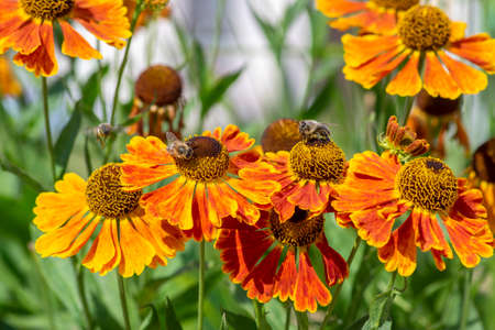 Helenium hybridum orange yellow flowering plants, group of cultivated sneezeweed flowers in bloom, green leavesの写真素材
