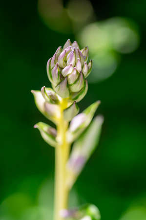 Hosta tardiva cultivated ornamental flowers starting to bloom, beautiful flowering plants with buds...
