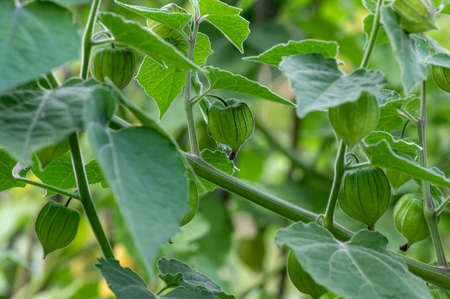 Physalis peruviana green ripening fruits on shrub in husk, green leavesの写真素材