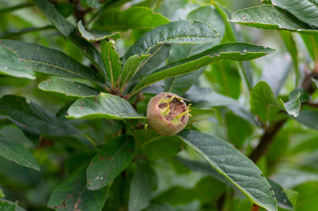 Mespilus germanica unripened ripening common medlar fruits on the tree hangign hidden in green...