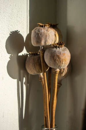 Papaver somniferum opium breadseed poppy ripened seed pods in sunlight, group of plants after harvest timeの写真素材