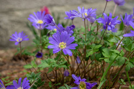 Anemone blanda Grecian winter windflower flowers in bloom, beautiful ornamental blue purple violet plant in bloom in early springtime in the gardenの写真素材