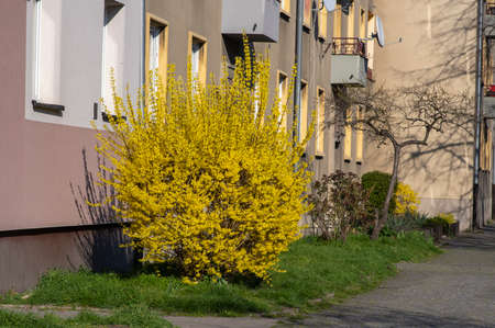 Forsythia intermedia border ornamental bright yellow springtime flowering shrub plant, beautiful early flowers in bloom on branchesの写真素材