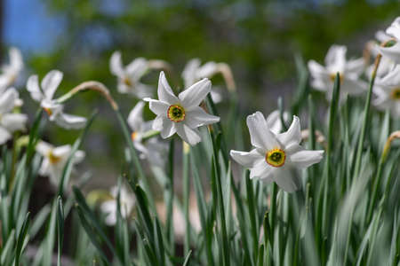 Narcissus poeticus bright white ornamental flowering plant, group of beautiful springtime flowers in the garden, tall stemの写真素材