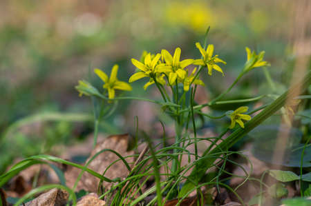 Gagea lutea wild springtime flowering plant, group of yellow star-of-Bethlehem petal flowers in...