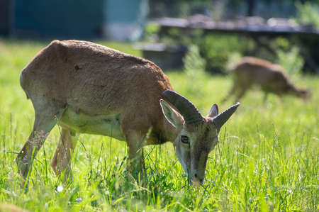 Wild mouflon sheep, one yound male grazing on pasture in daylight during summer season, green meadow tall grass, wild animalsの写真素材