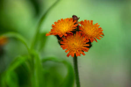 Pilosella aurantiaca orange Hawkweed wild flowering plant, summer uncultivated fox-and-cubs flowers...