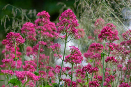 Centranthus ruber red spur valerian flowering plant, bright red pink flowers in bloom, green stem and leaves, ornamental devils beard flowerの写真素材