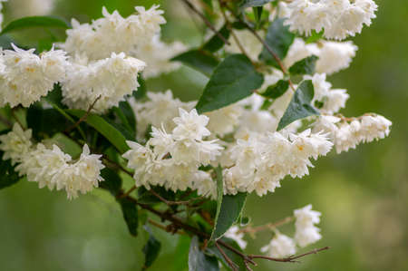 Deutzia scabra fuzzy pride of rochester white flowers in bloom, crenate flowering plants, shrub branches with buds and green leaves, Candidissima cultivarの写真素材
