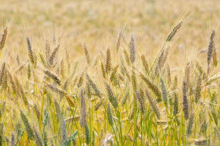 Hordeum vulgare barley tall stem and seeds in golden yellow color before harvesting on the field,...