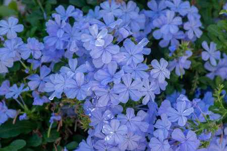 Plumbago auriculata blue flowering tropical plant, cape leadwort five petals flowers in bloom, green leavesの写真素材
