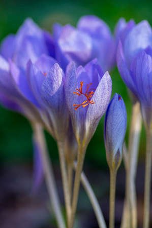 Crocus speciosus autumn blue purple flowering plant with orange yellow center, Biebersteins crocus flowers in bloom in groupの写真素材