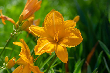 Hemerocallis Darwin plants longfields serenade bright white orange big flowers in bloom, ornamental...