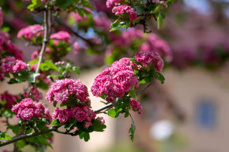Crataegus laevigata cultivar pauls scarlet bright pink flowering tree, group of beautiful springtime...