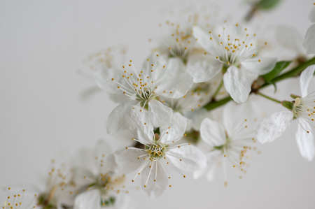 Prunus spinosa blackthorn flowers in bloom, small white flowering sloe tree branches, small green...