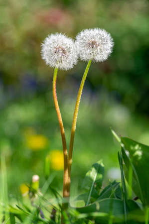 Common dandelion Taraxacum officinale faded flowers looks like snow ball, ripe cypselae fruits