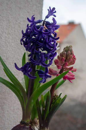 Hyacinthus orientalis ornamental beautiful springtime flowering plant, group of colorful bright flowers in bloom in flower potの写真素材