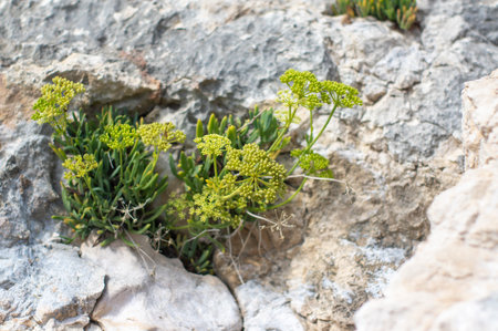 Crithmum maritimum rock samphire plant in bloom, sea fennel flowering costal aromatic edible spicy plantの写真素材